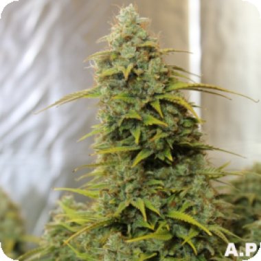 Orange Cookies Auto Feminised
